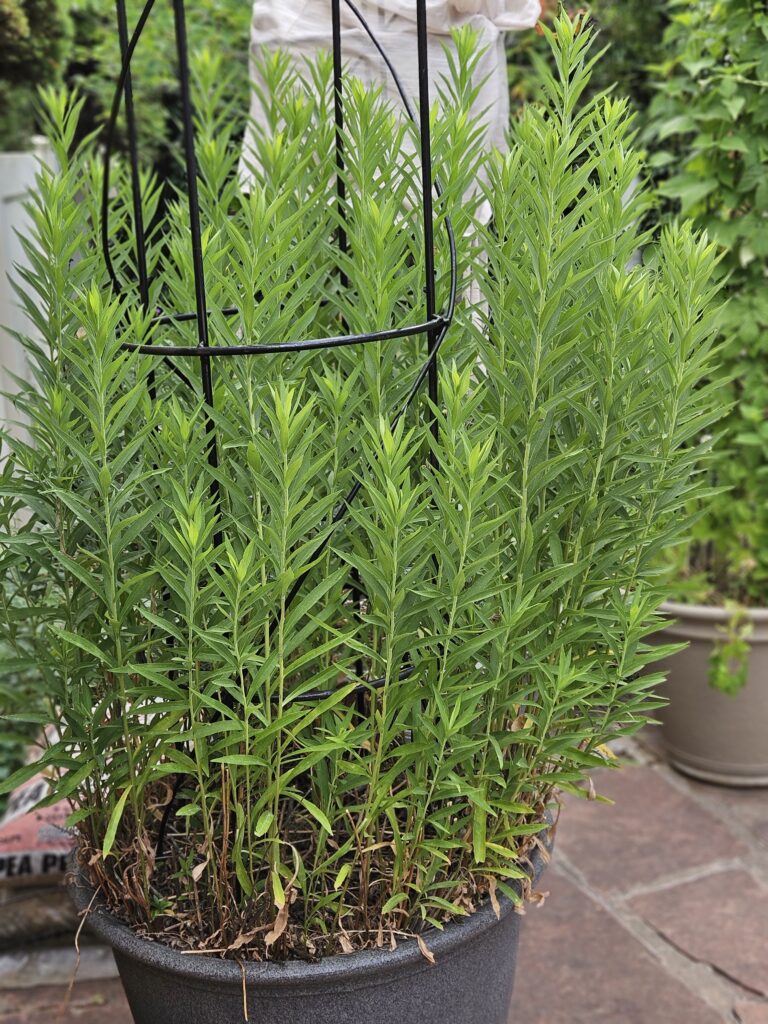 Canada Goldenrod in Pot