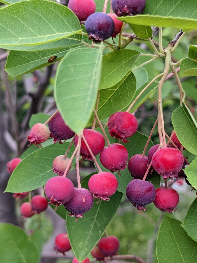 Edible Colorado Native Plants - Serviceberry - photo by Idelle Fisher
