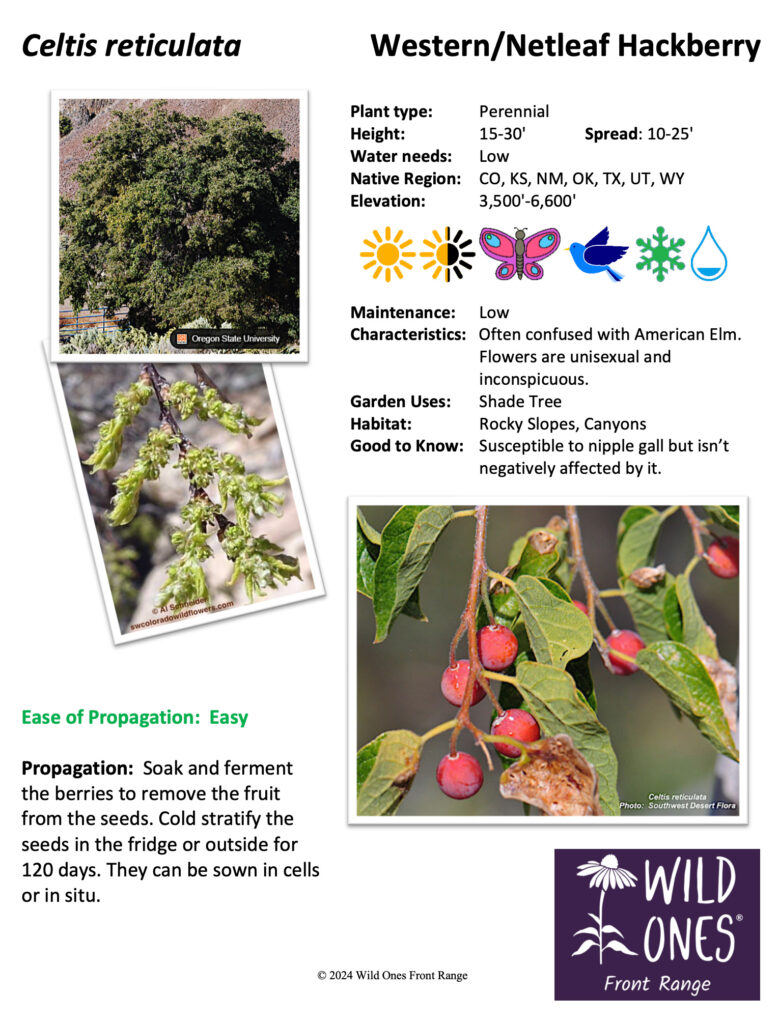 Celtis reticulata (Western Hackberry) - Tree - Native Plant Species Sheet