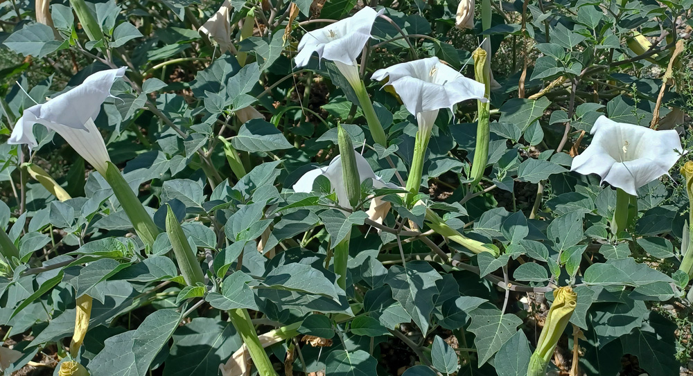 Datura wrightii (Sacred Datura, Jimsonweed)