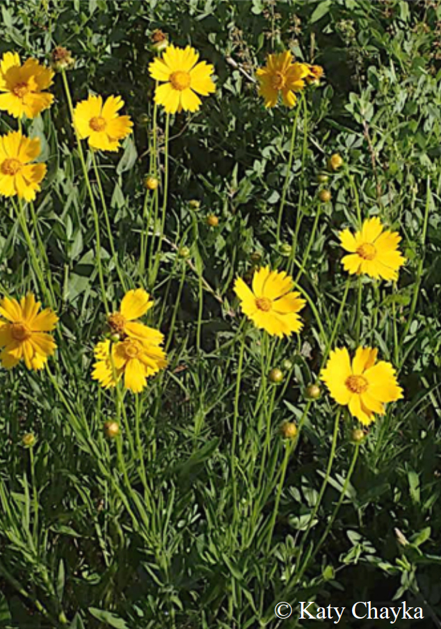 Coreopsis lanceolata (Lanceleaf Tickseed)