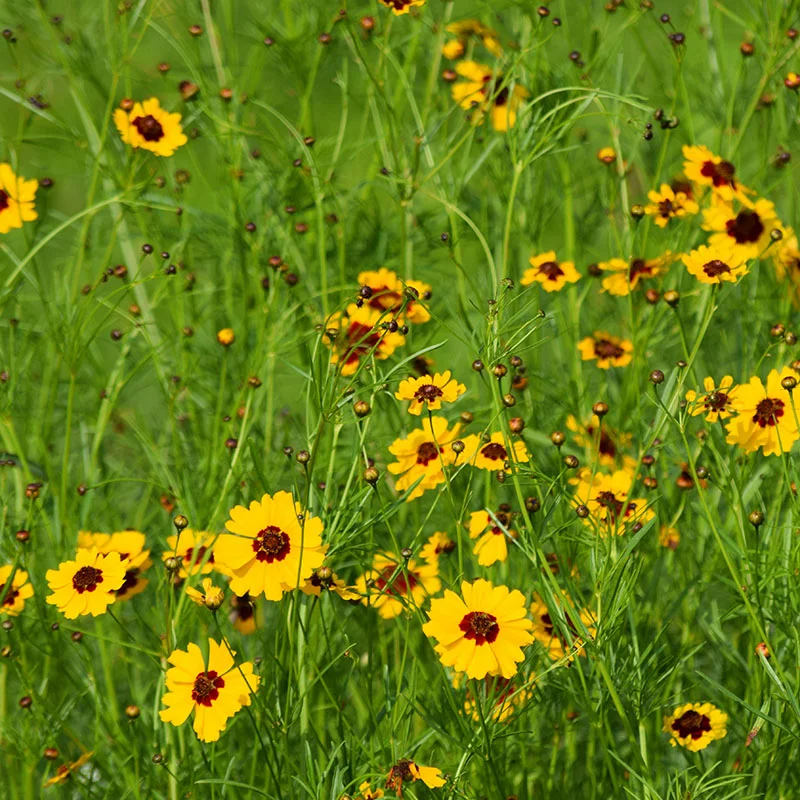 Coreopsis tinctoria Plains Coreopsis, Golden Tickseed