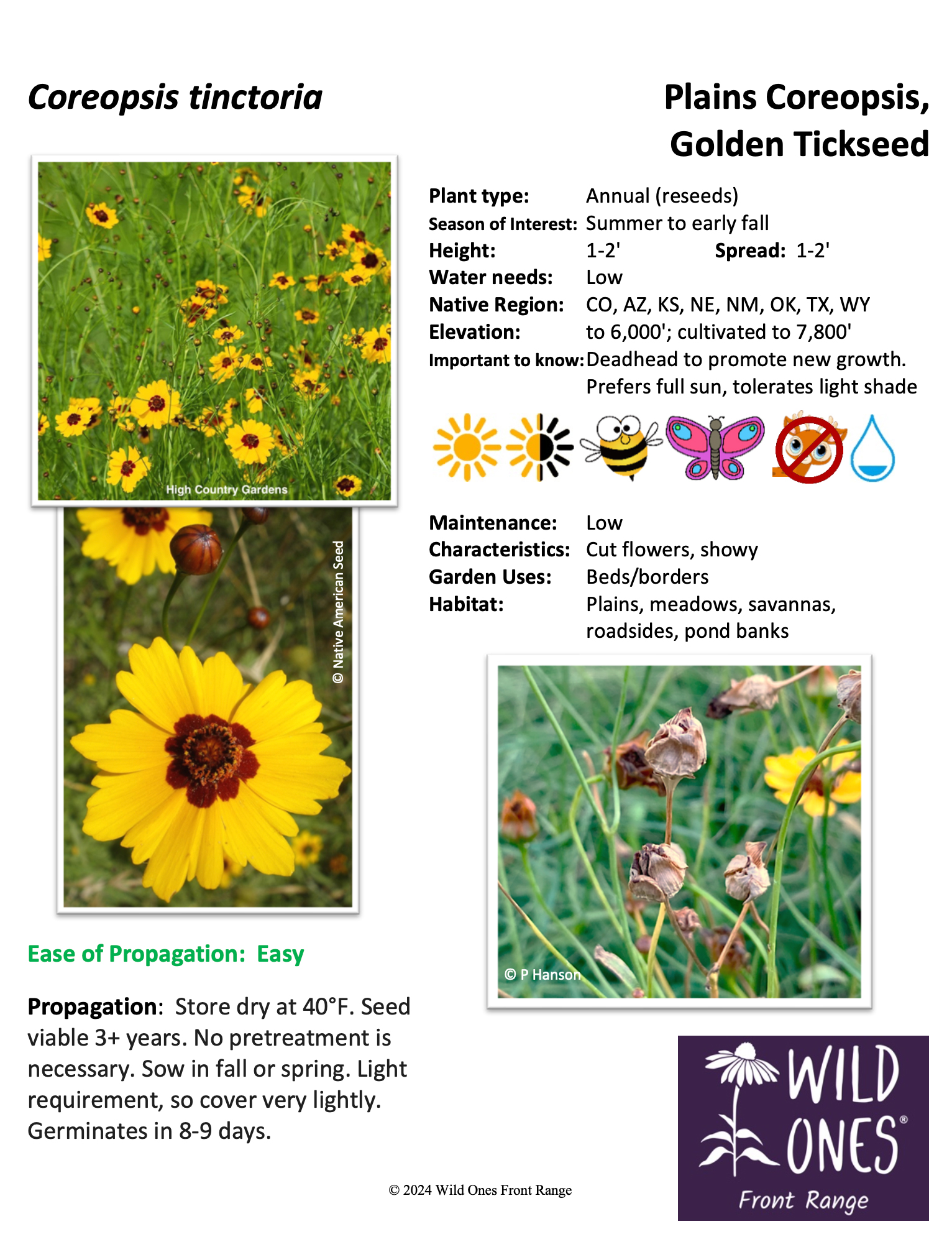 Coreopsis tinctoria (Plains Coreopsis, Golden Tickseed) - Forb – Native Plant Species Sheet