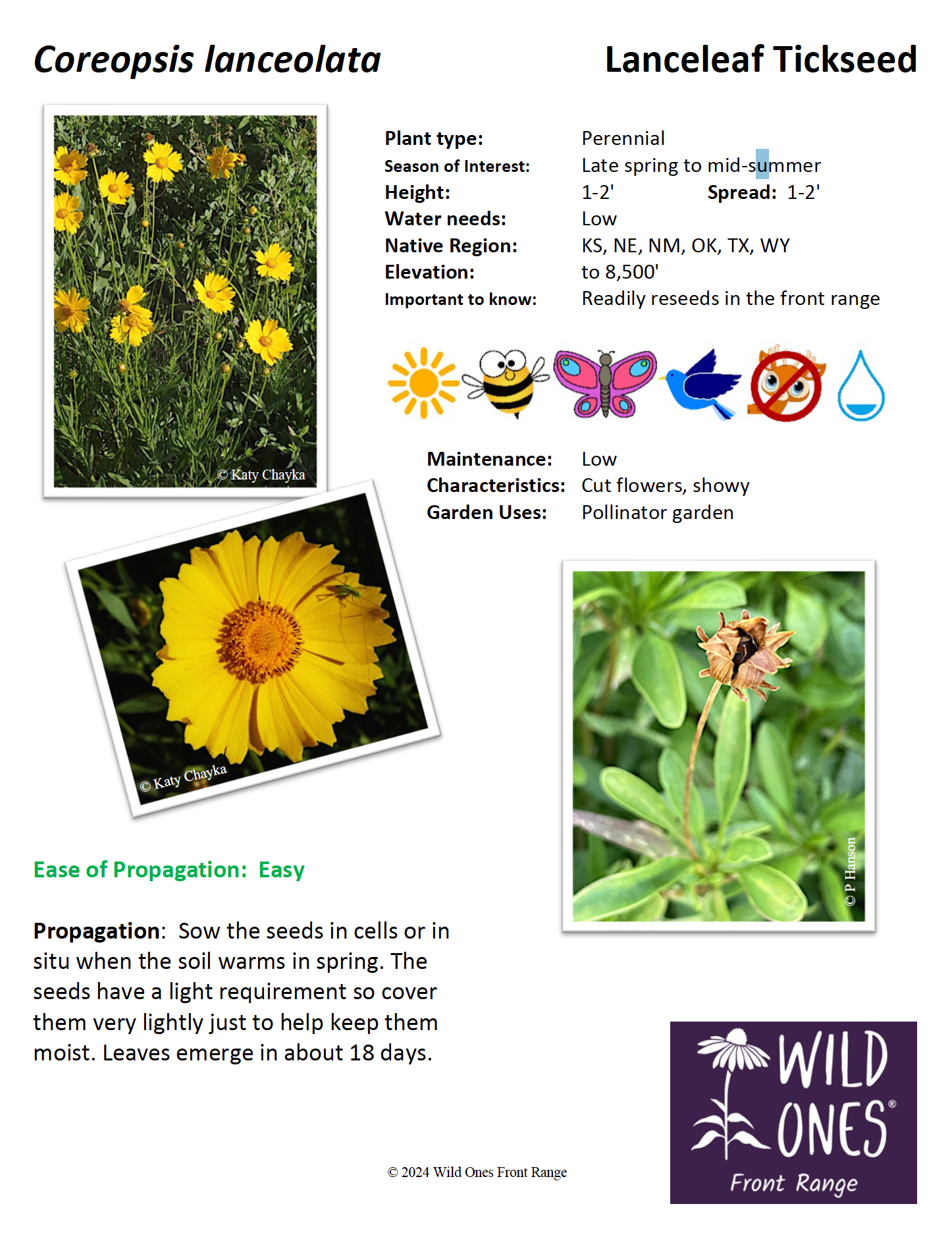 Coreopsis lanceolata (Lanceleaf Tickseed) - Forb – Native Plant Species Sheet