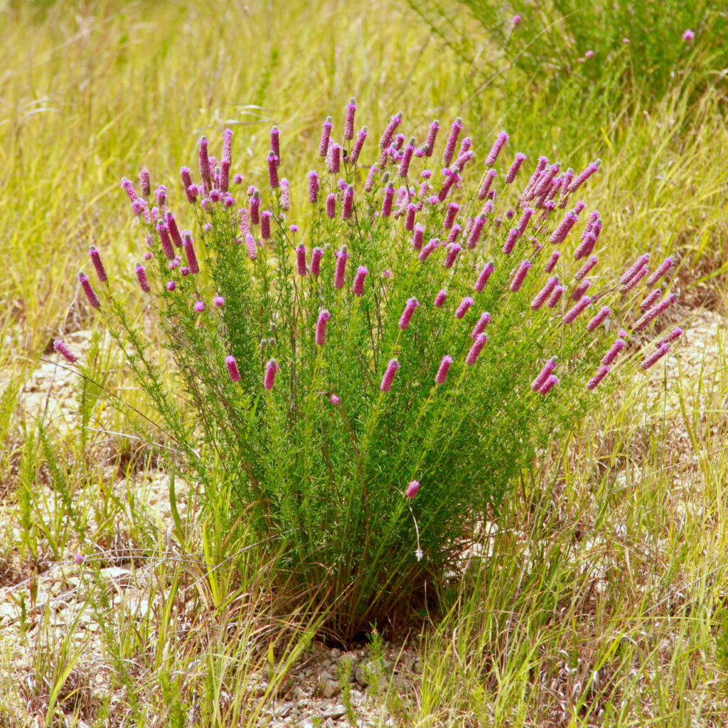 Dalea purpurea Purple Prairie Clover