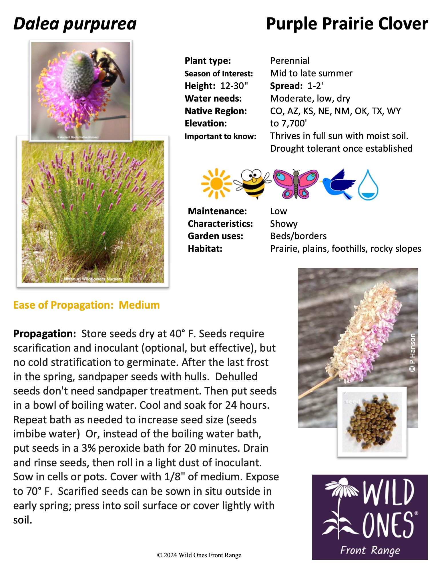 Dalea purpurea - Purple Prairie Clover