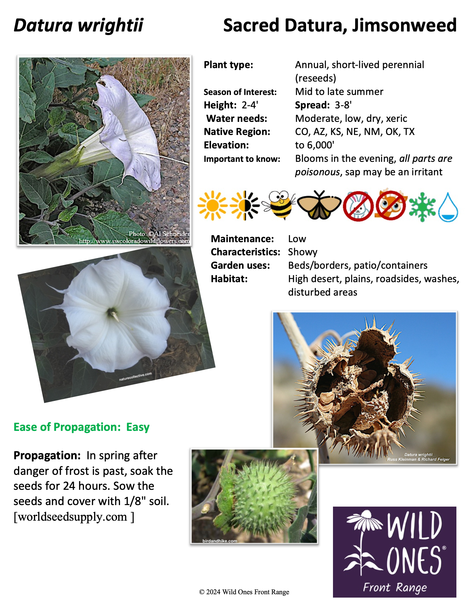 Datura wrightii (Sacred Datura, Jimsonweed) - Forb - Native Plant Species Sheet
