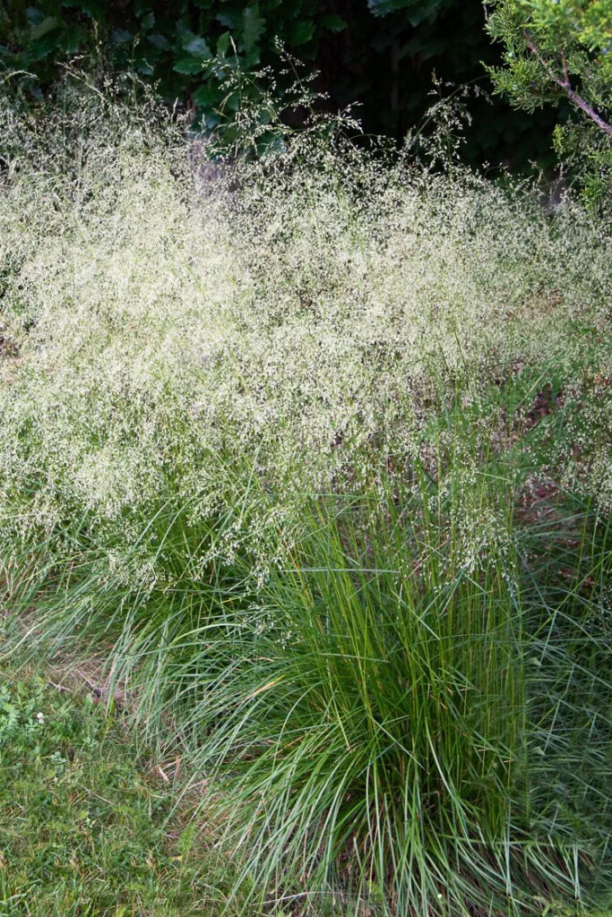 Deschampsia caespitosa
(Tufted Hair Grass)
