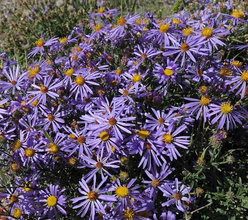 Dieteria bigelovii (Bigelow's Tansyaster)