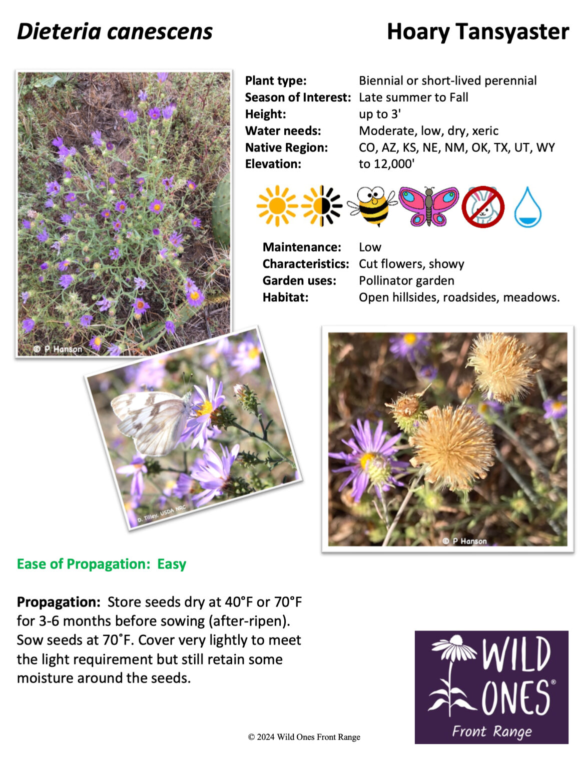 Dieteria canescens (Hoary Tansyaster) - Forb - Native Plant Species ...