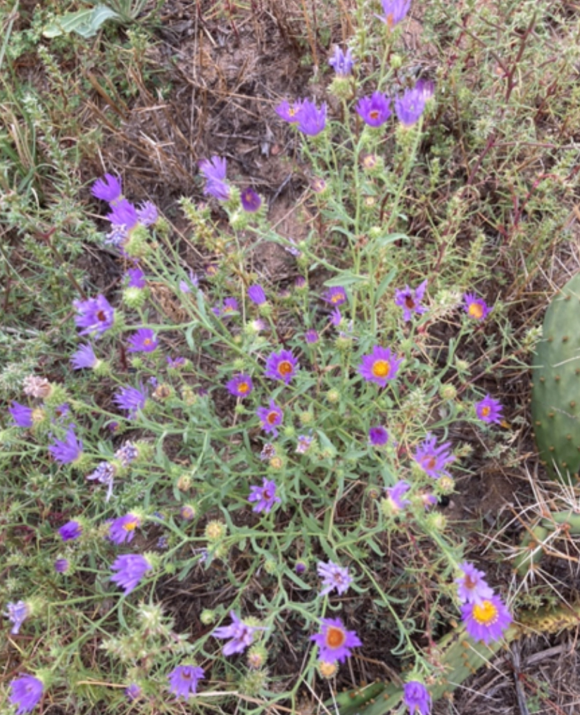 Dieteria canescens Hoary Tansyaster