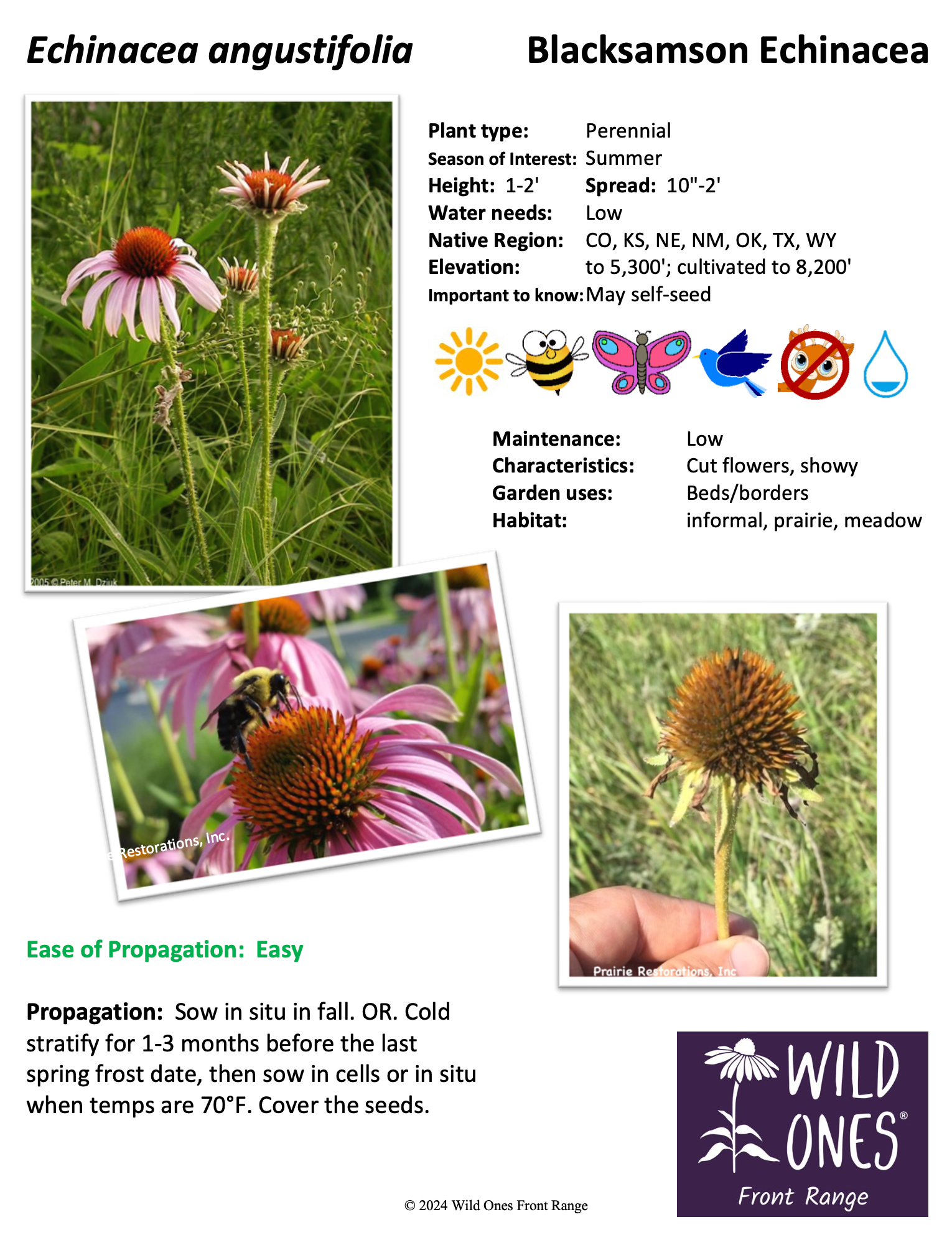 Echinacea angustifolia Blacksamson Echinacea