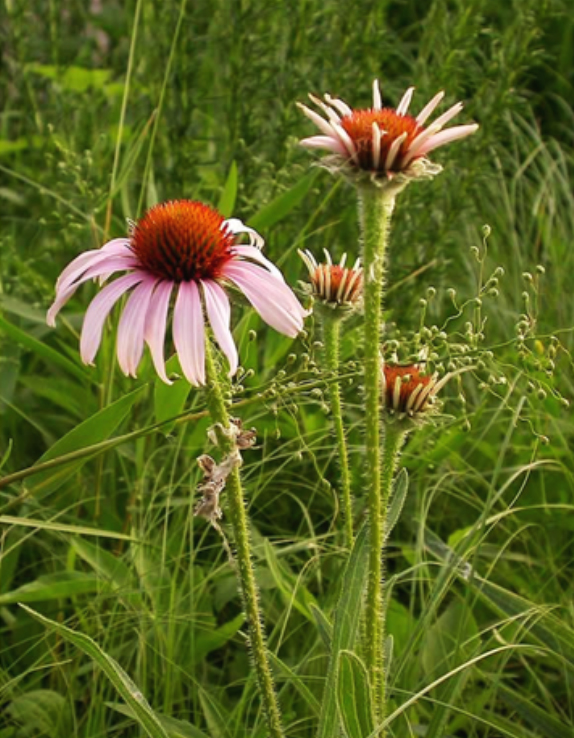 Echinacea angustifolia Blacksamson Echinacea