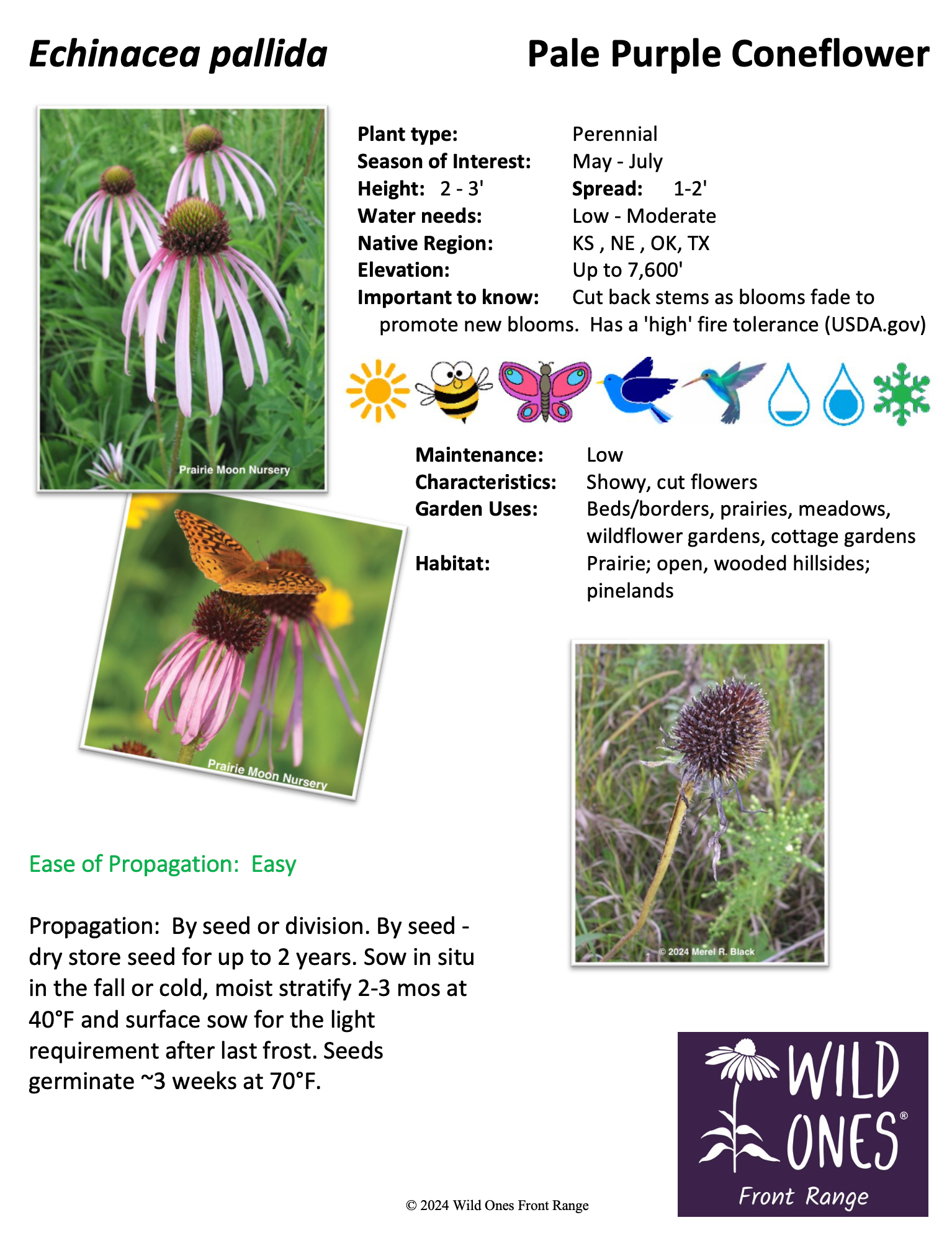 Echinacea pallida Pale Purple Coneflower