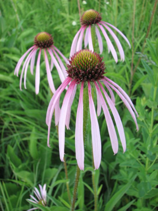 Echinacea pallida Pale Purple Coneflower