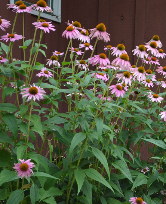 Echinacea purpurea (Purple Coneflower)