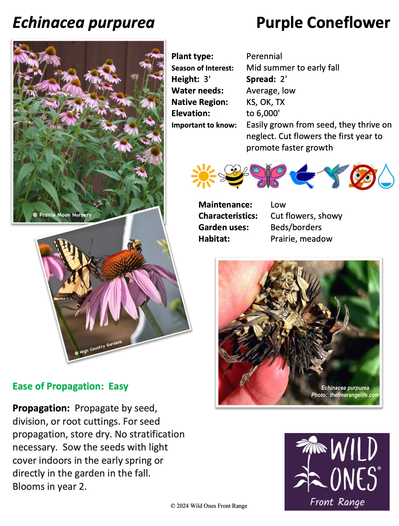 Echinacea purpurea (Purple Coneflower) - Forb - Native Plant Species Sheet