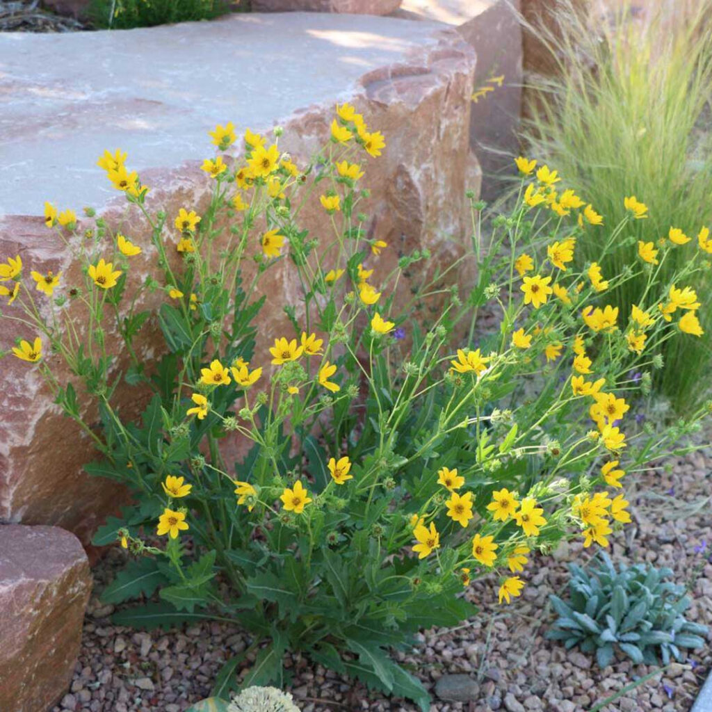 Engelmannia peristenia (Engelmann's Daisy)