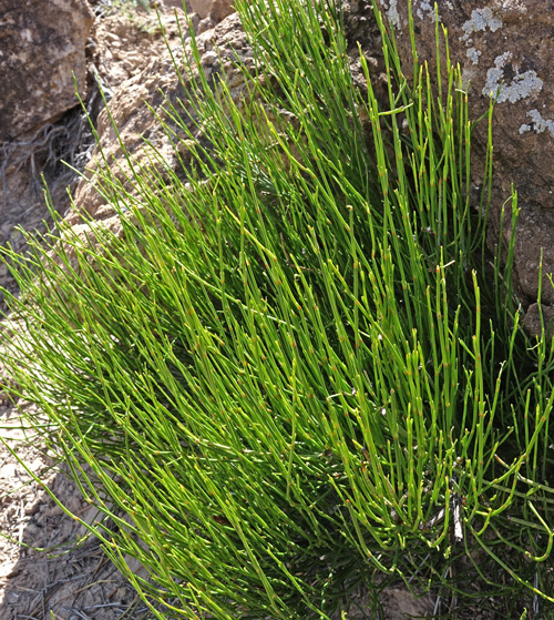 Ephedra viridis (Mormon Tea / Jointfir)