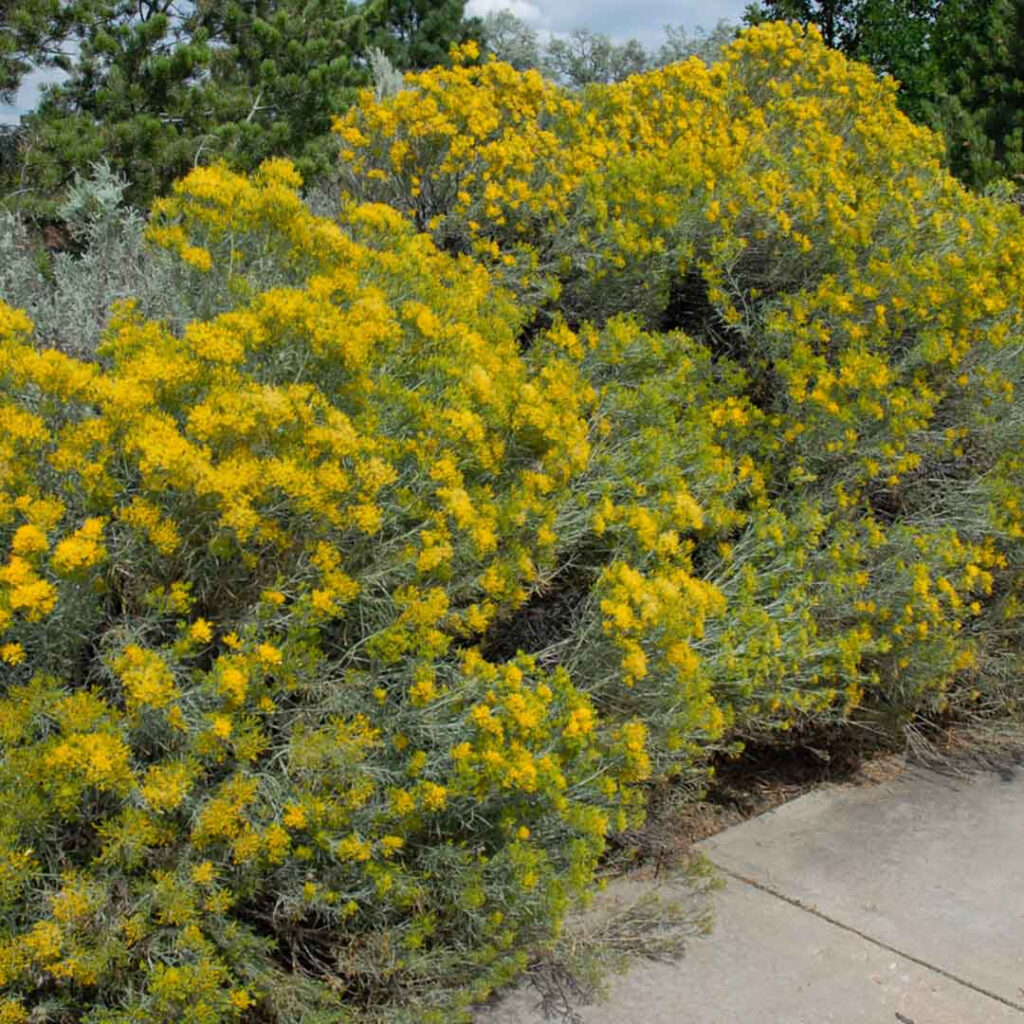 Ericameria nauseosa (Rabbitbrush, Rubber Rabbitbrush, Chamisa)