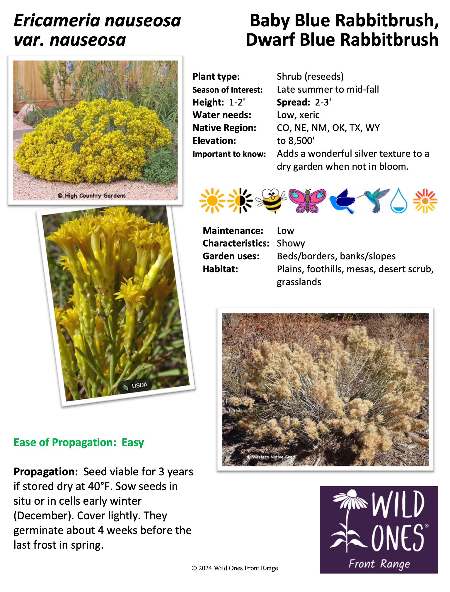 Ericameria nauseosa var. nauseosa (Baby Blue Rabbitbrush, Dwarf Blue Rabbitbrush) - Native Plant Species Sheet