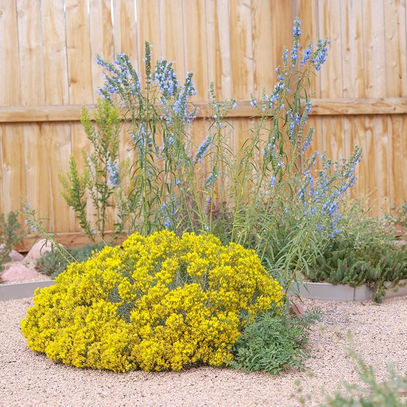 Ericameria nauseosa var. nauseosa
(Dwarf Blue Rabbitbrush)