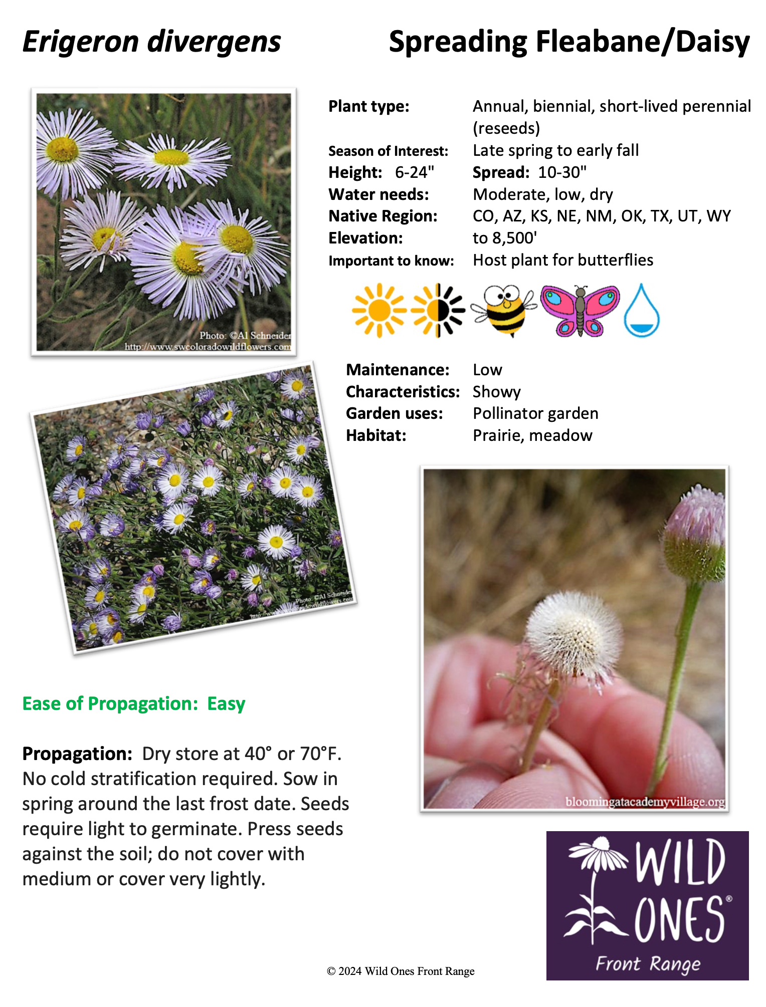 Erigeron compositus (Cutleaf Daisy) - Native Plant Species Sheet