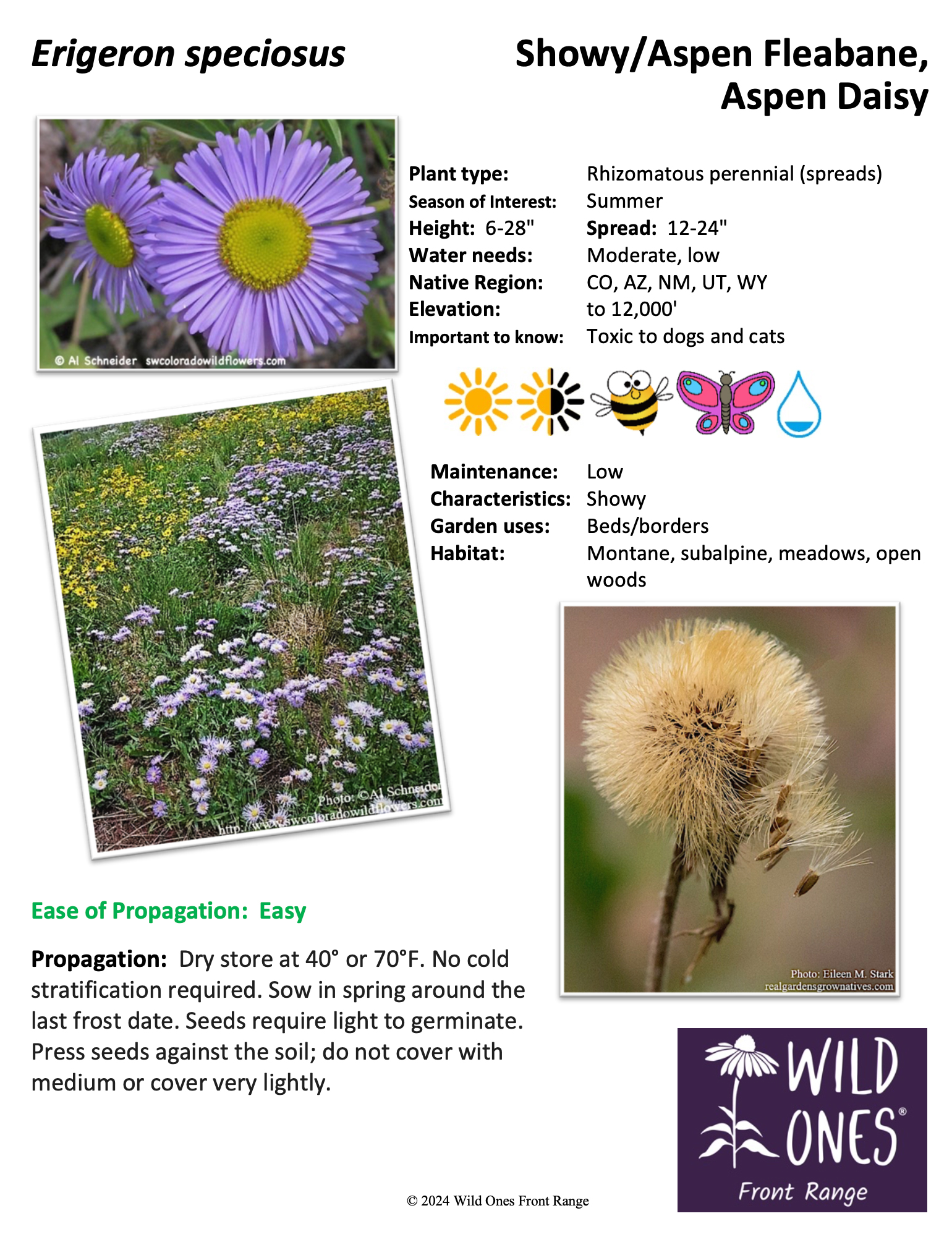 Erigeron speciosus (Showy/Aspen Fleabane, Aspen Daisy) - Forb – Native Plant Species Sheet