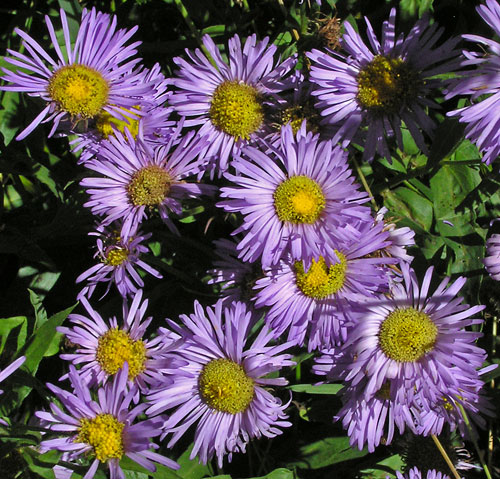 Erigeron speciosus Showy/Aspen Fleabane, Aspen Daisy