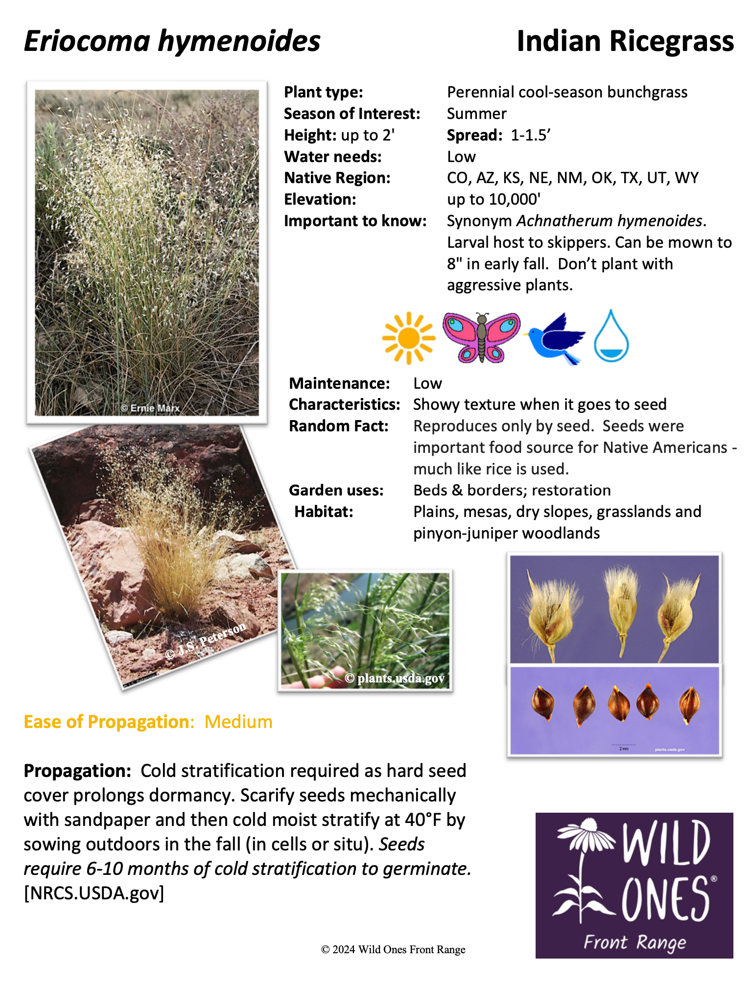 Eriocoma hymenoides (Indian Ricegrass) - Grass - Native Plant Species Sheet