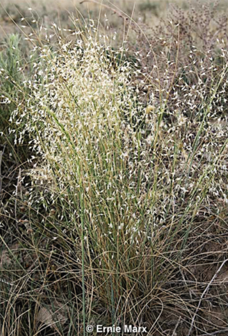 Eriocoma hymenoides Indian Ricegrass