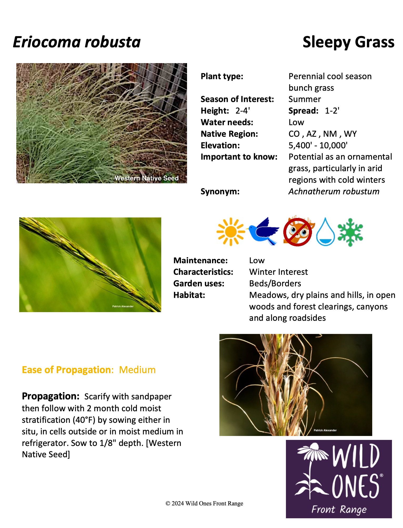 Eriocoma robusta - Sleepygrass Sheet