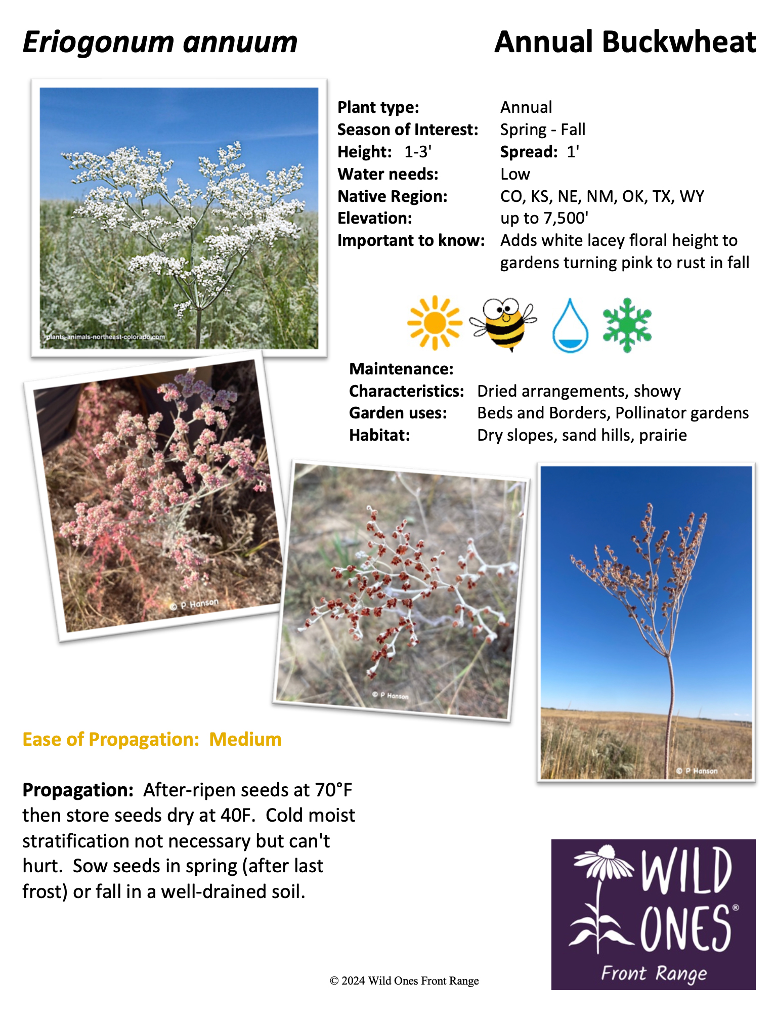 Eriogonum annuum Annual Buckwheat