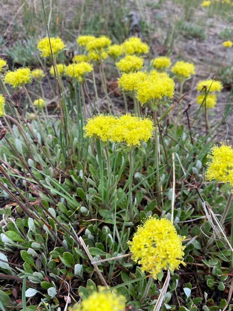 Eriogonum flavum Golden Buckwheat HPEC