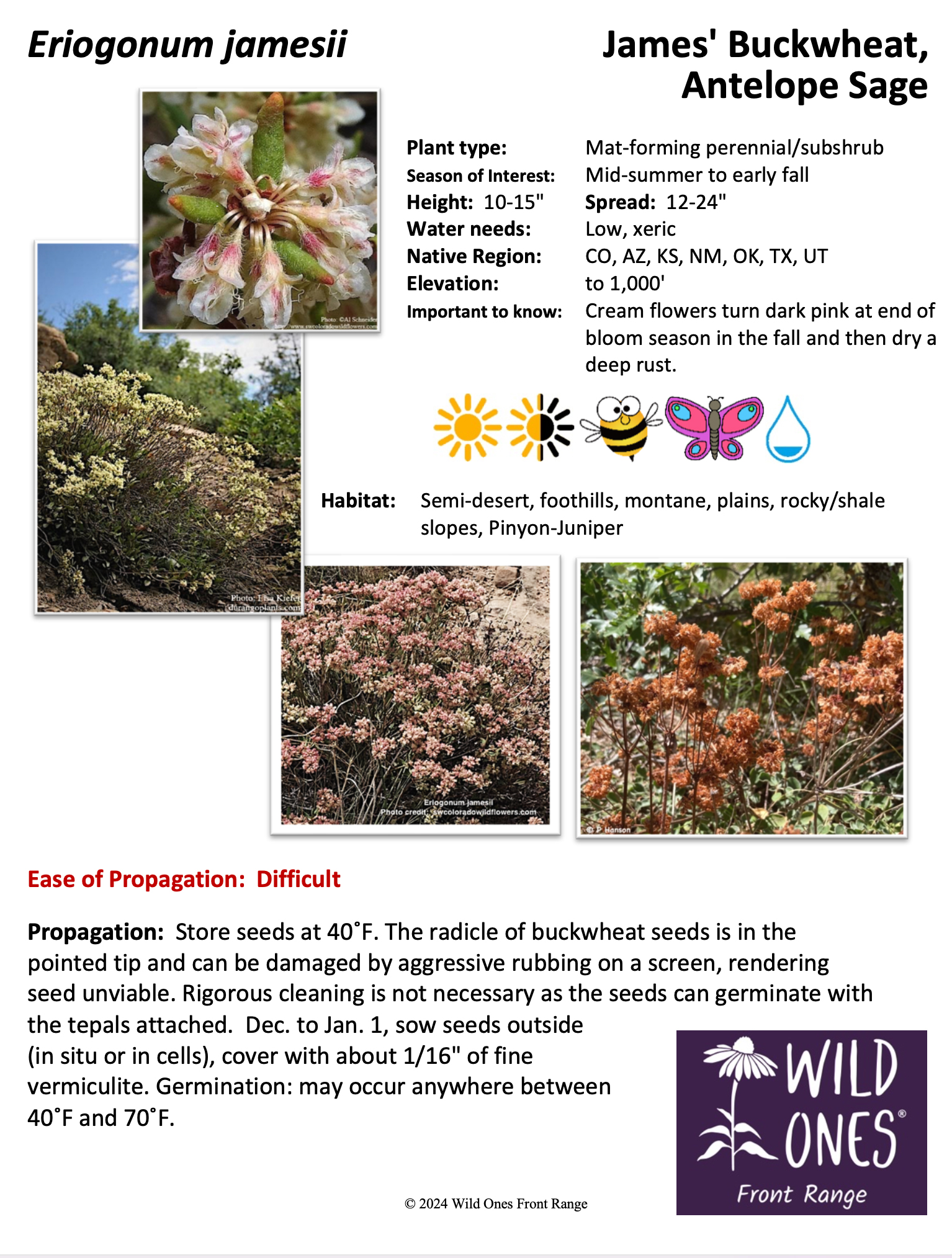 Eriogonum jamesii (James' Buckwheat, Antelope Sage) – Forb – Native Plant Sheet