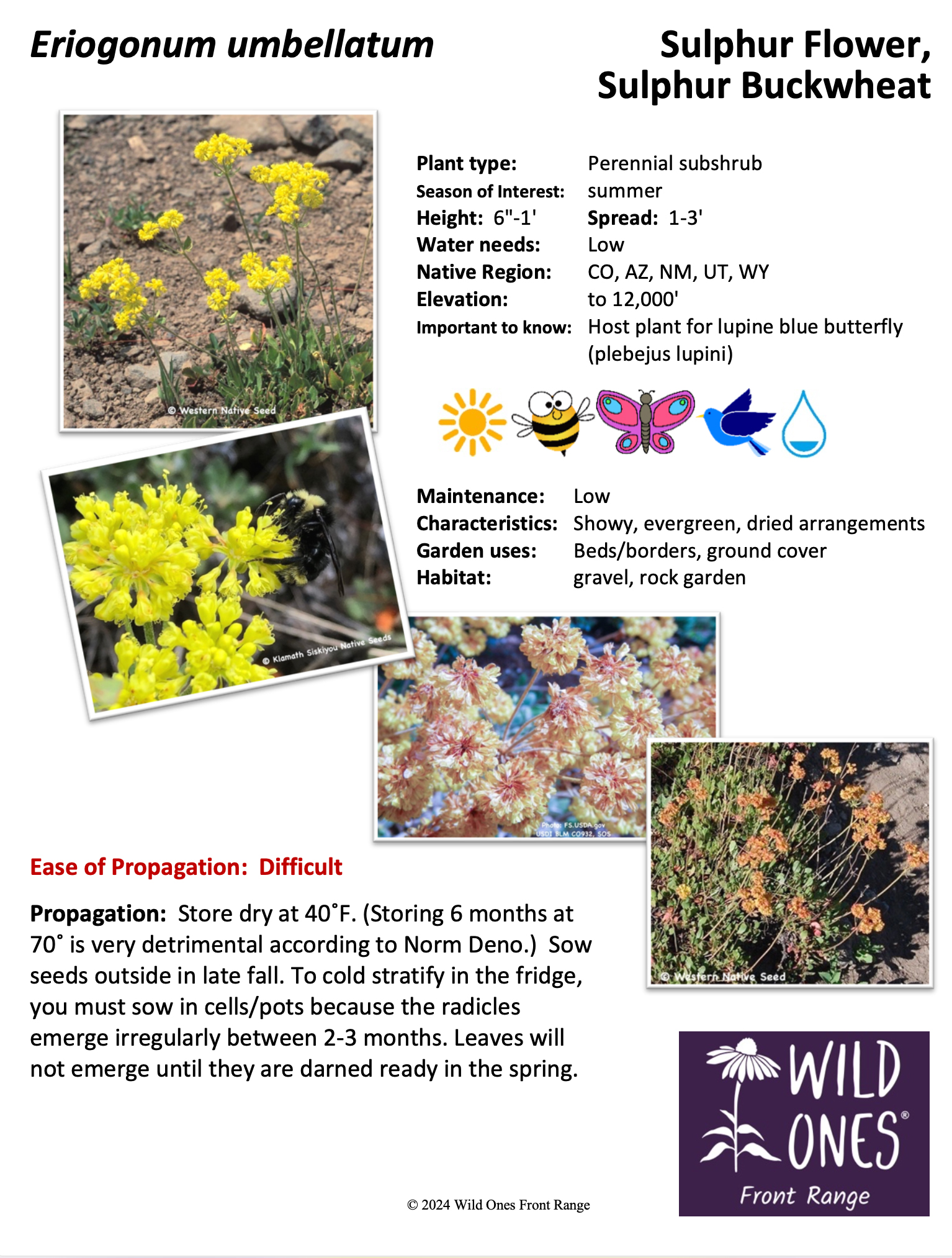 Eriogonum umbellatum (Sulphur Flower Sulphur Buckwheat) – Forb – Native Plant Species Sheet