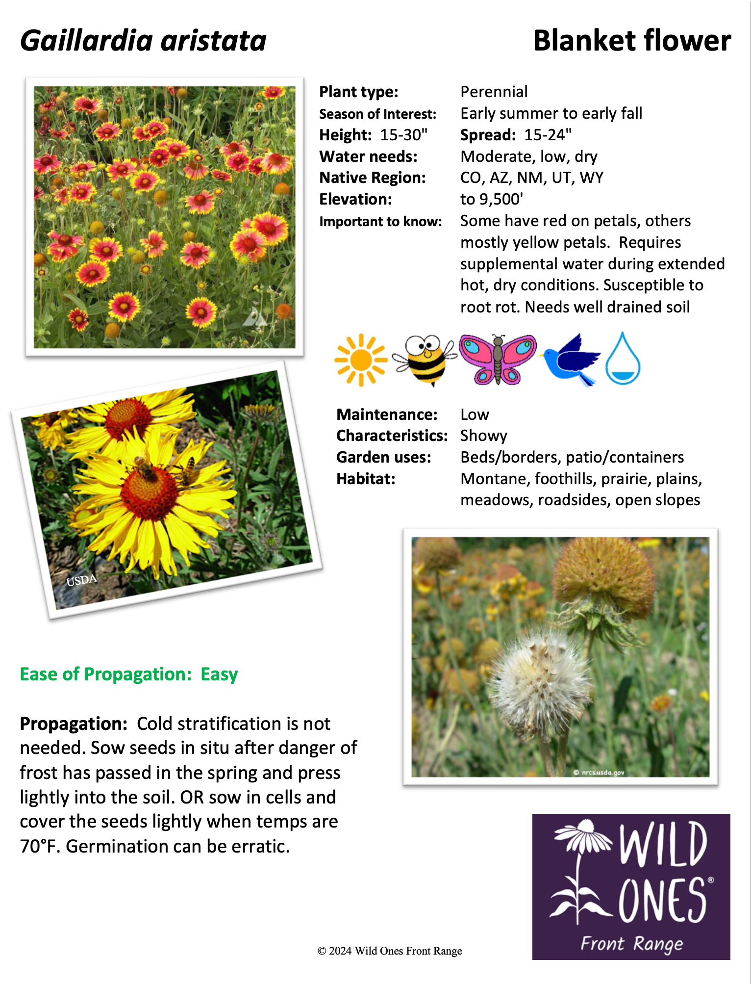 Gaillardia aristata (Blanketflower) - Forb – Native Plant Species Sheet