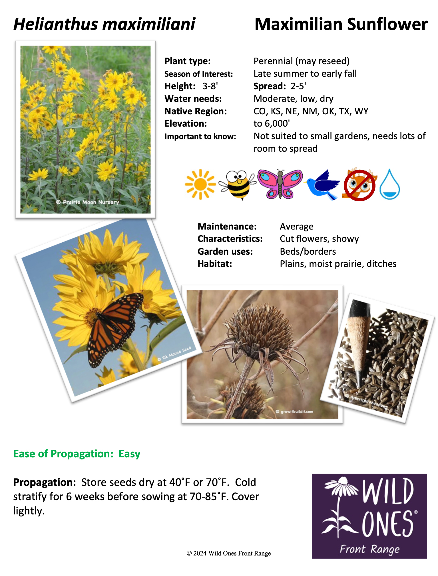 Helianthus maximiliani (Maximilian Sunflower) - Forb - Native Plant Species Sheet