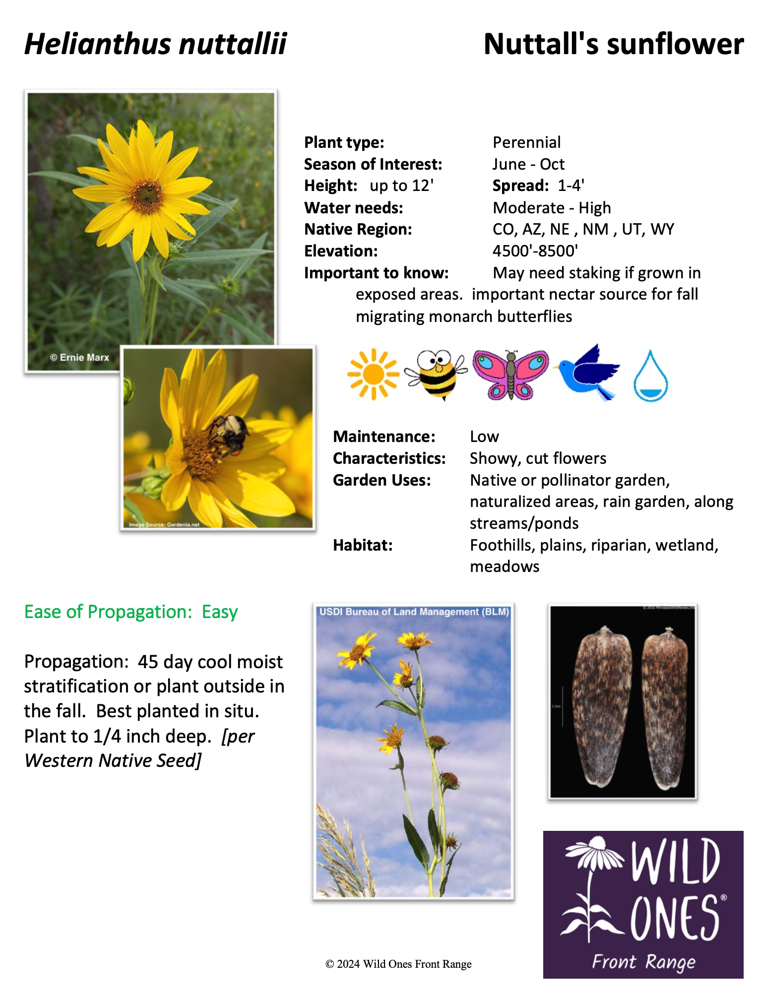 Helianthus nuttallii Nuttall's sunflower