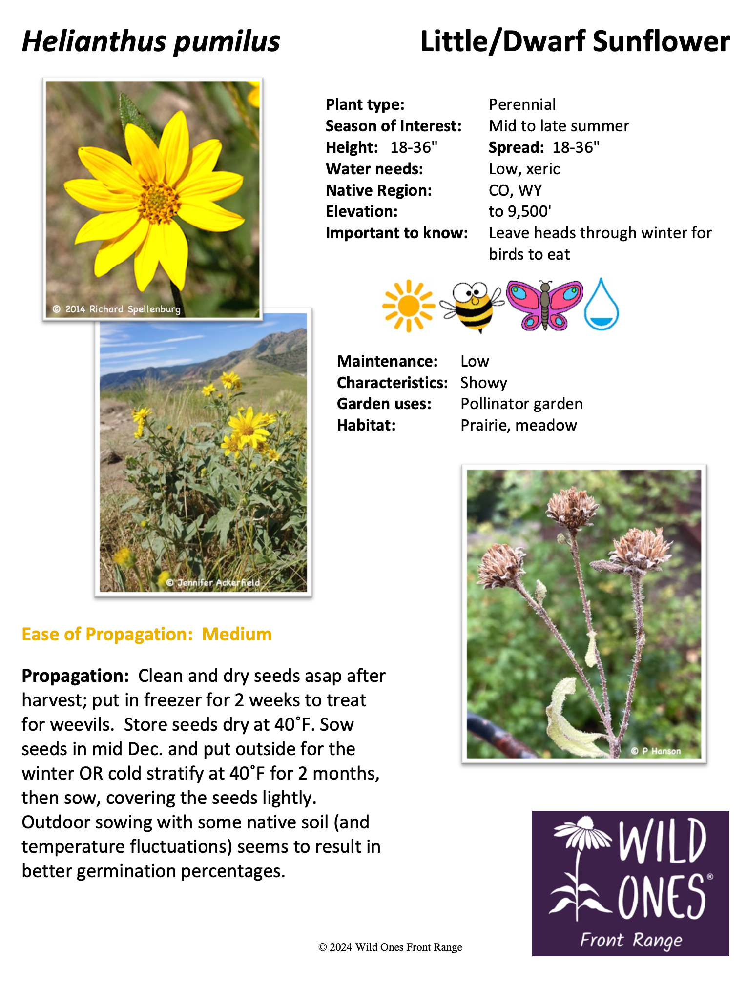 Helianthus pumilus (Little/Dwarf Sunflower) - Forb - Native Plant Species Sheet