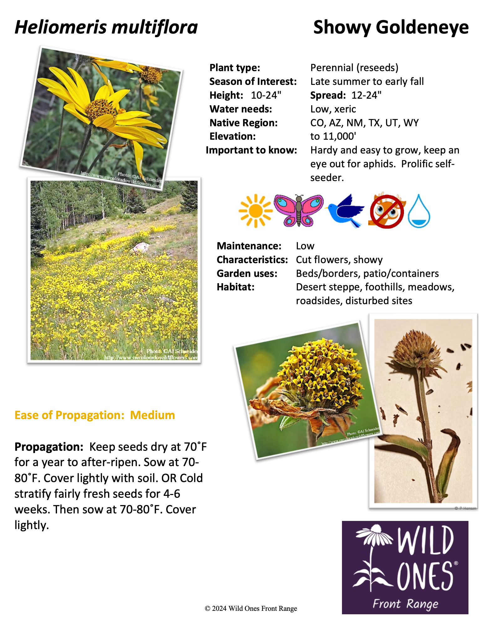 Heliomeris multiflora (Showy Goldeneye) - Forb - Native Plant Species Sheet