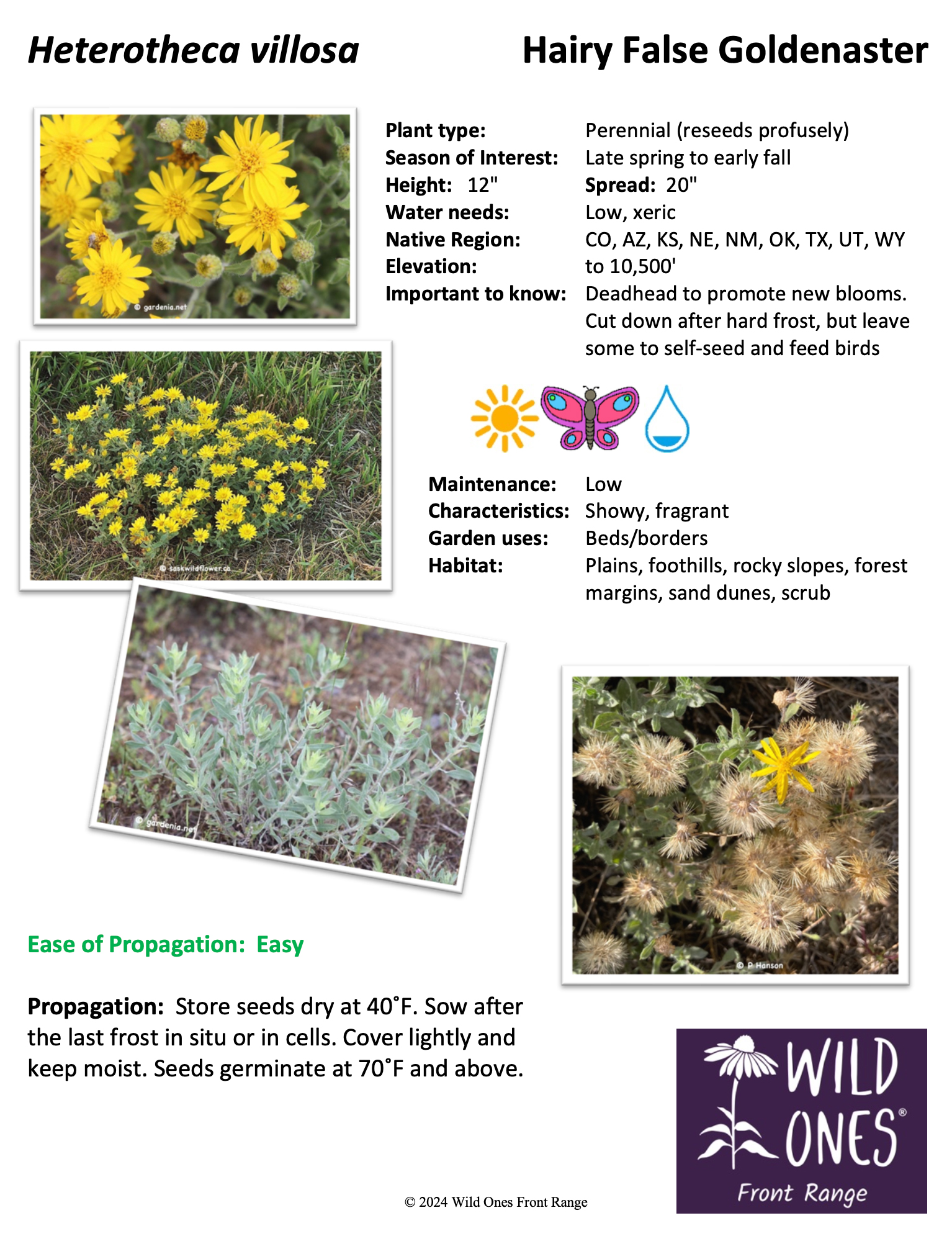 Heterotheca villosa (Hairy False Goldenaster) - Forb