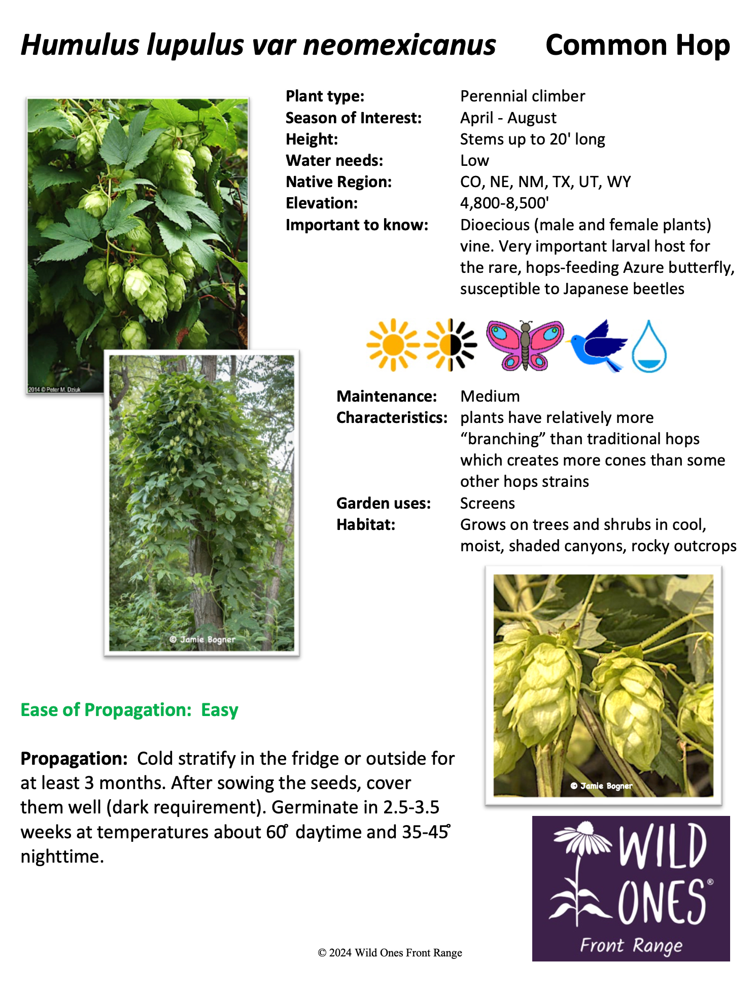 Humulus lupulus var neomexicanus (Common Hop) - Vine - Native Plant Species Sheet