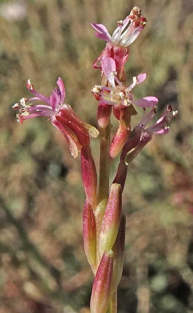swcoloradowildflowers