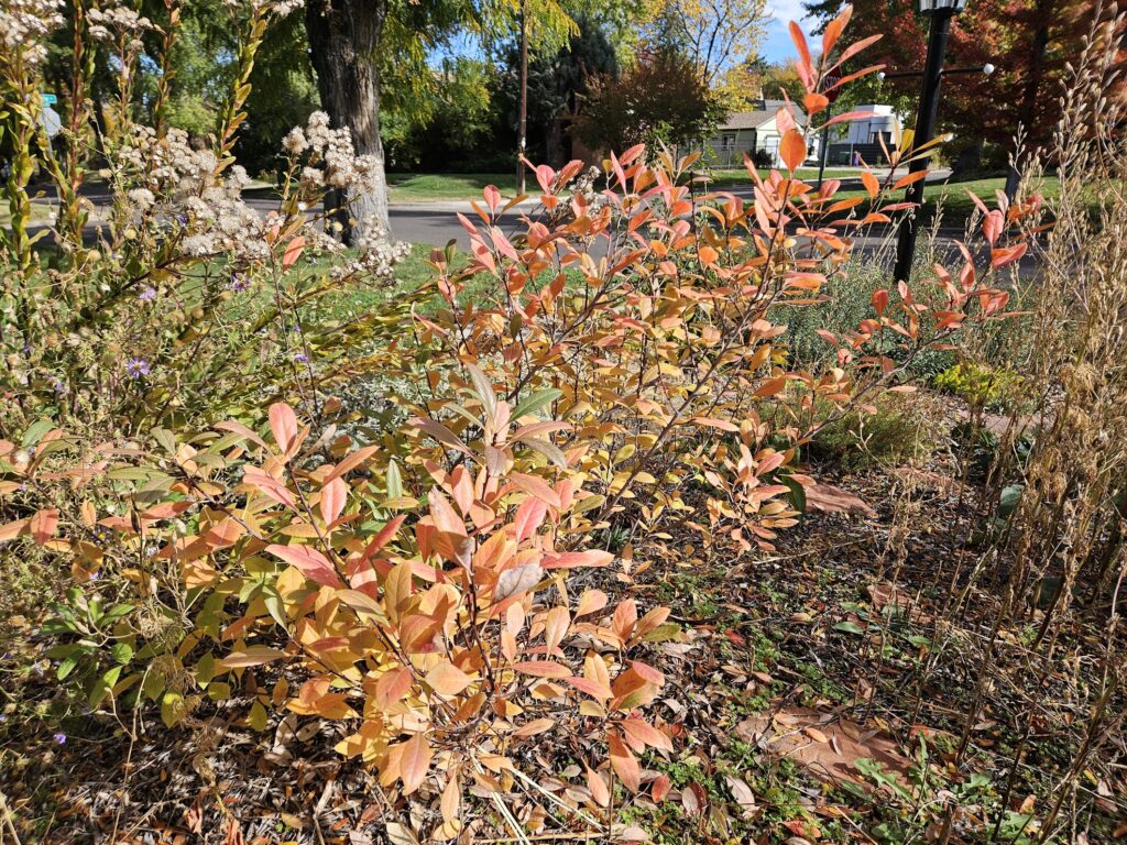 Prunus pumila var. besseyi (Sand Cherry)