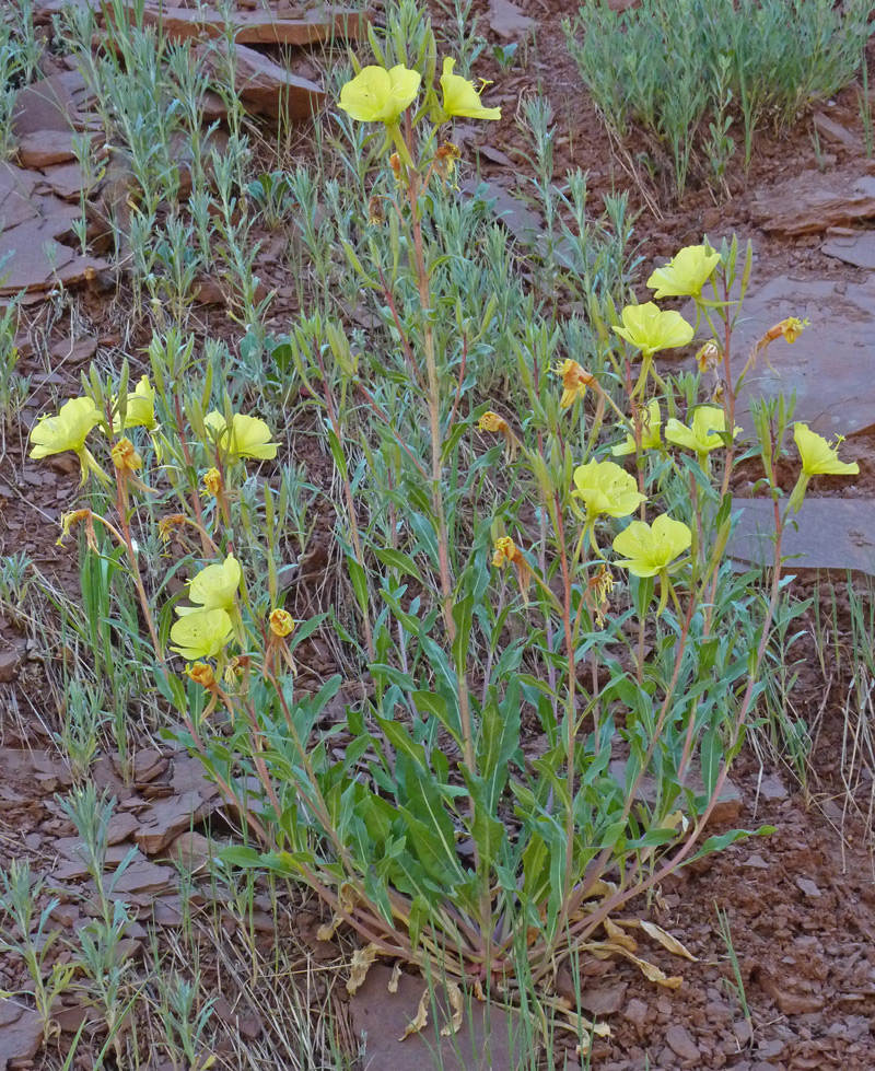 Oenothera elata var. hirsutissima Western/Hooker's Evening Primrose