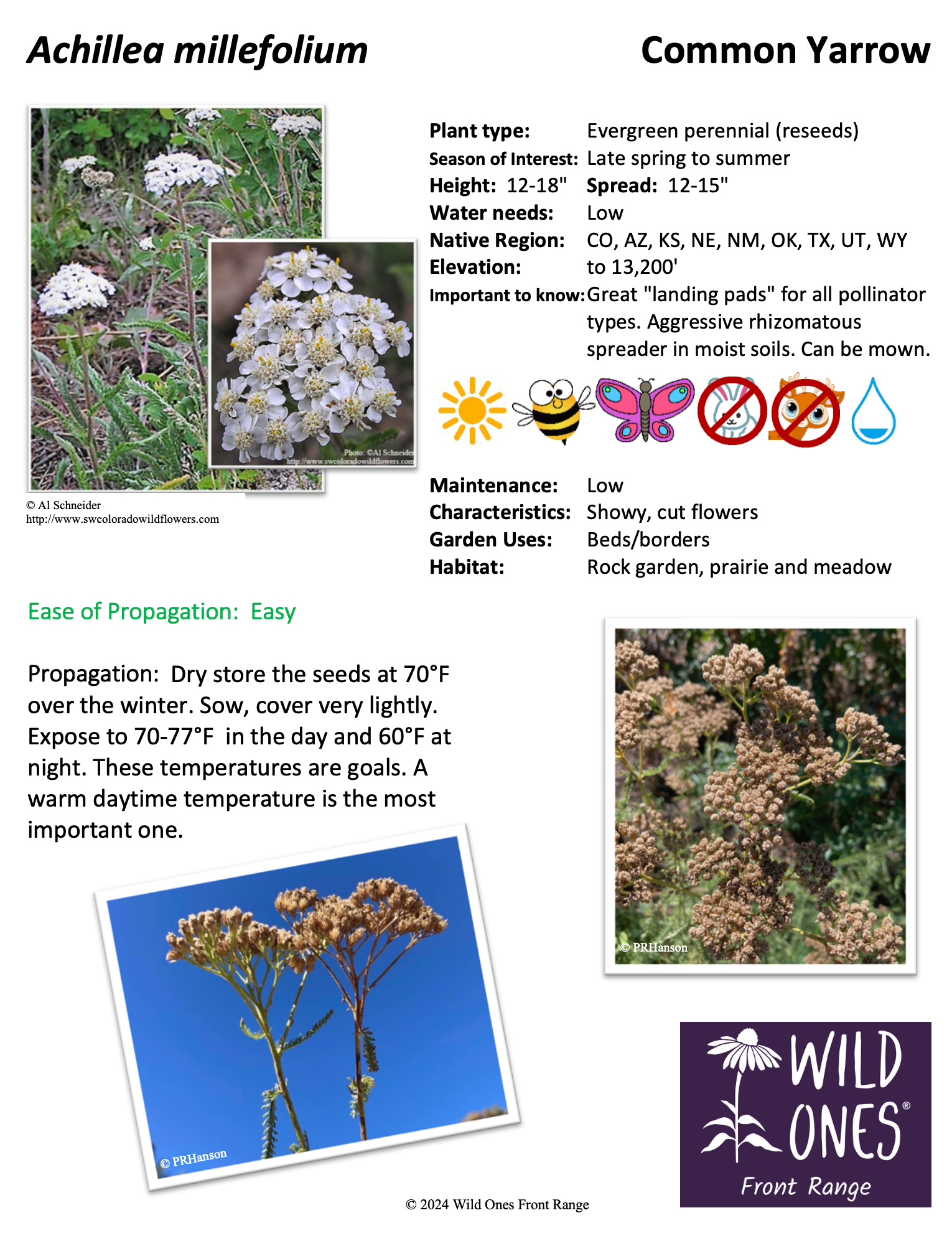 Achillea millefolium (Common Yarrow) – Forb – Native Plant Species Sheet