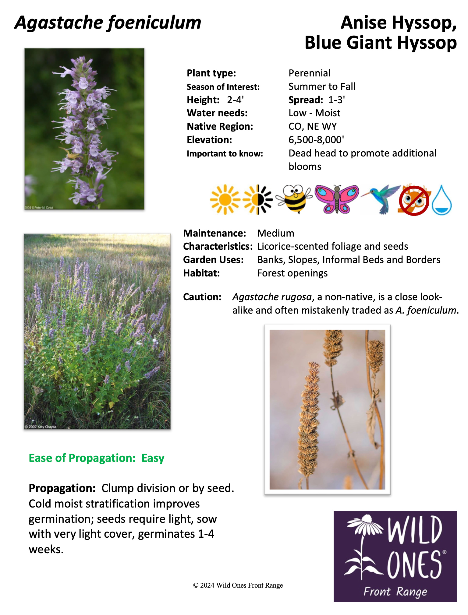 Agastache foeniculum (Anise Hyssop/Blue Giant Hyssop)  – Forb – Native Plant Species Sheet