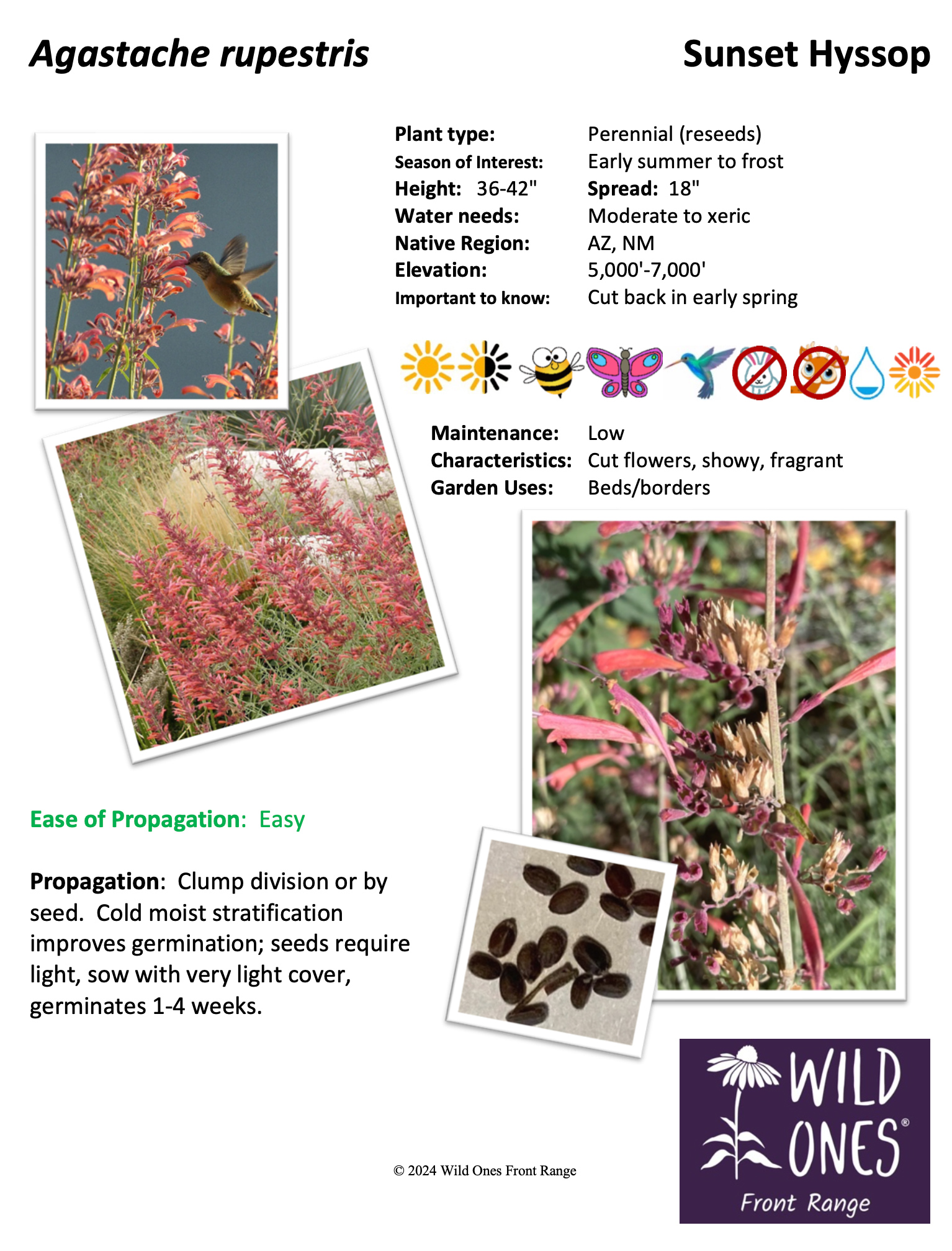 Agastache rupestris (Sunset Hyssop) – Forb – Native Plant Species Sheet