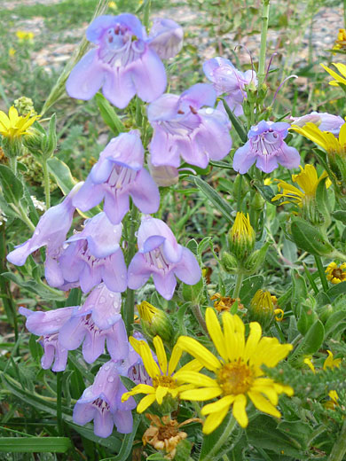 Penstemon virgatus (One-sided Penstemon)